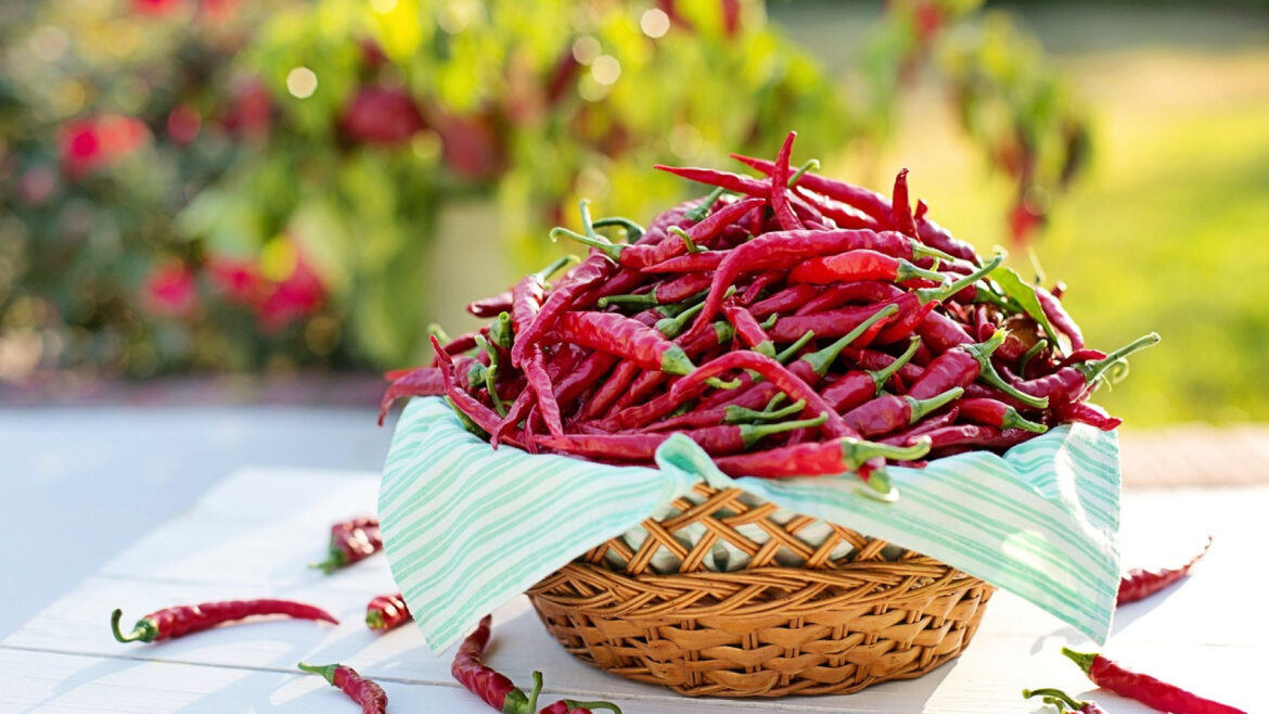 Osez goûter aux piments les plus brûlants du monde !